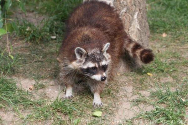 Northern raccoon