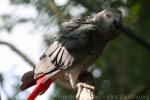 African grey parrot