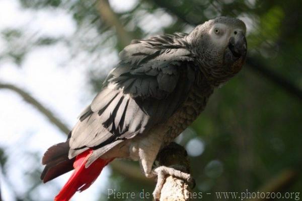 African grey parrot