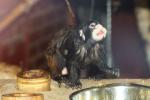 Moustached tamarin