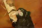 Moustached tamarin