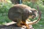 Guianan squirrel monkey