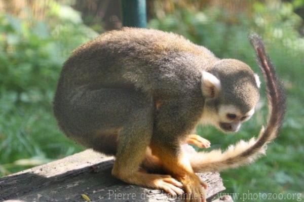 Guianan squirrel monkey