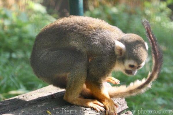 Guianan squirrel monkey