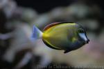 Japan surgeonfish