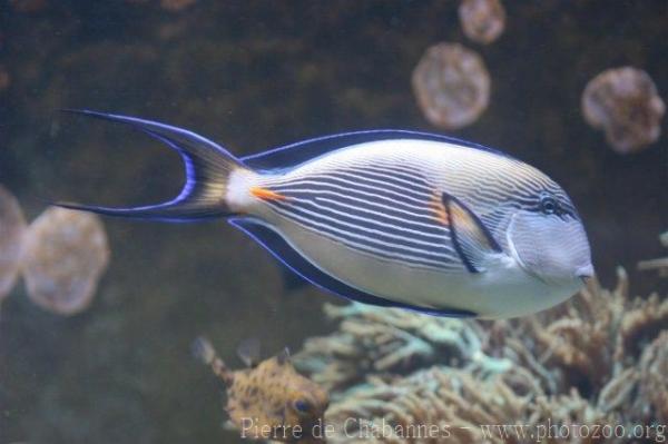 Sohal surgeonfish