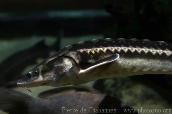 Danube sturgeon