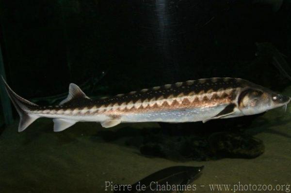 Danube sturgeon