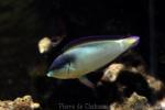 New Guinea wrasse *