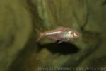 Blind cave tetra