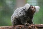 Common marmoset