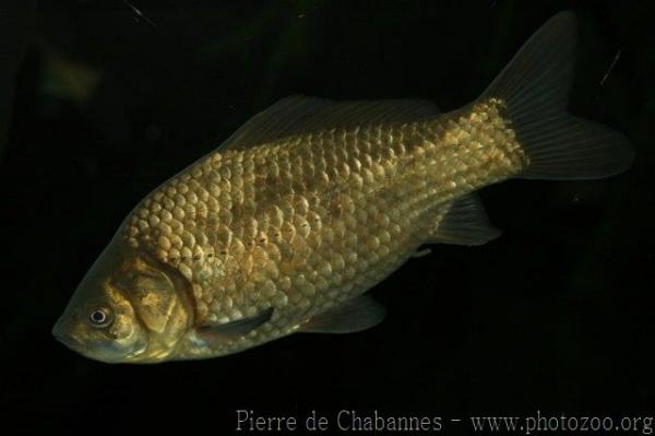 Prussian carp