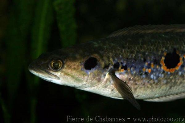 Blackblotch snakehead