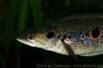 Blackblotch snakehead