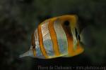 Copperband butterflyfish