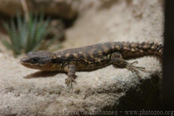 Cape girdled lizard