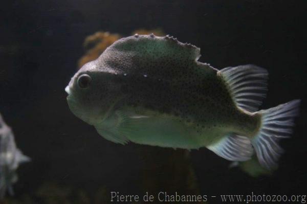 Lumpfish