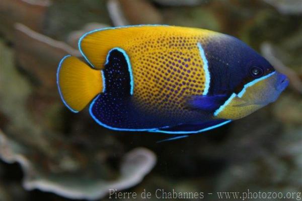 Bluegirdled angelfish