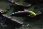 Rainbow wrasse