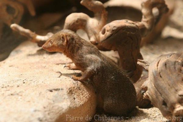 Common dwarf mongoose