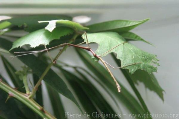 Bornean stick insect