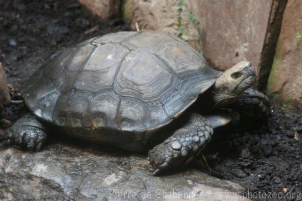 Burmese brown tortoise