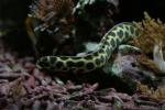 Tiger snake-eel