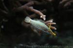 Harlequin filefish