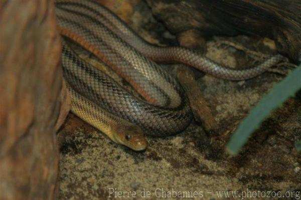 Baird's ratsnake