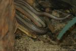 Baird's ratsnake