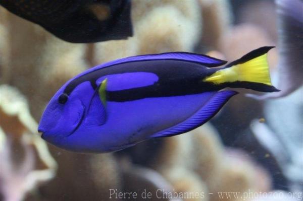 Palette surgeonfish