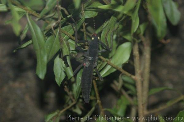 Peruvian black stick-insect