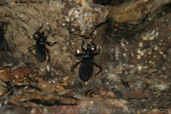 Red-spotted assassin-bug