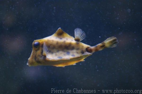 Humpback turretfish