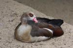 Egyptian goose