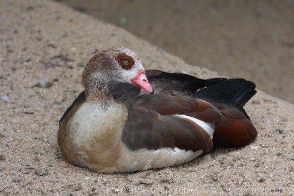 Egyptian goose