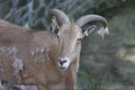 Aoudad