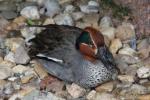 Common teal