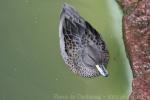 Speckled teal