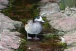 Chiloe wigeon