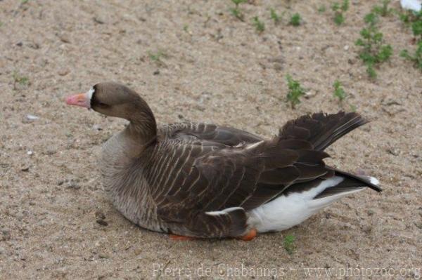 Greater white-fronted goose