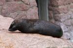 South American fur seal