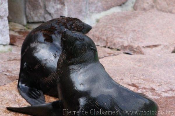 South American fur seal