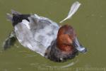 Common pochard