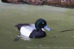 Greater scaup