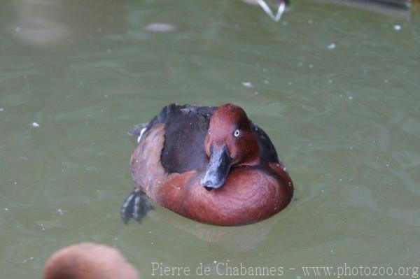 Ferrugineous duck