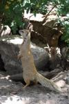 Yellow Mongoose