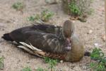 Plumed whistling-duck