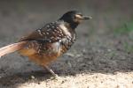 Spotted laughingthrush