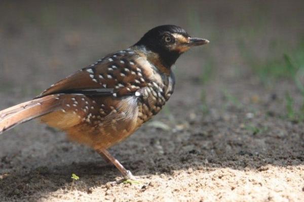 Spotted laughingthrush